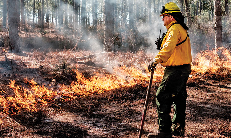 Not Just Any Day in the Woods | A Writer Observes a Prescribed Burn