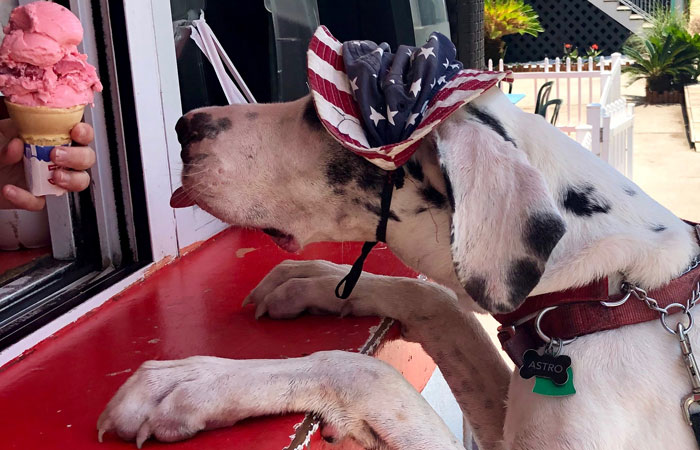 SPOTTED| Astro the Great Dane | Scene Around Town