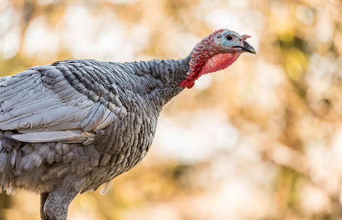 A National Tradition | Soaring Turkeys | WHAT IF ONE OF OUR FOREFATHERS HAD GOTTEN HIS WAY?