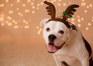 A Story of Comfort | A Pawsitive Christmas | Aiken Bella Magazine