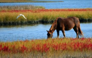 Horses Past and Horses Remembered | Aiken Bella Magazine