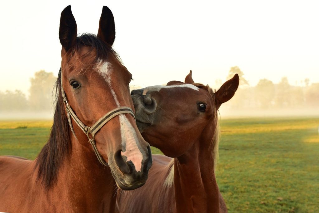 Equestrian Social Media