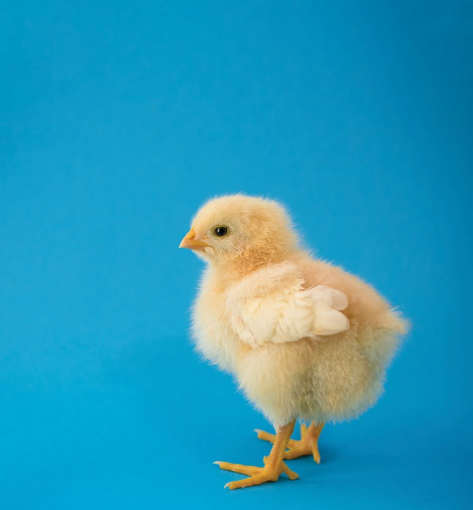 An Ode to the Noble (But Not Too Bright) Chicken | Aiken Bella Magazine