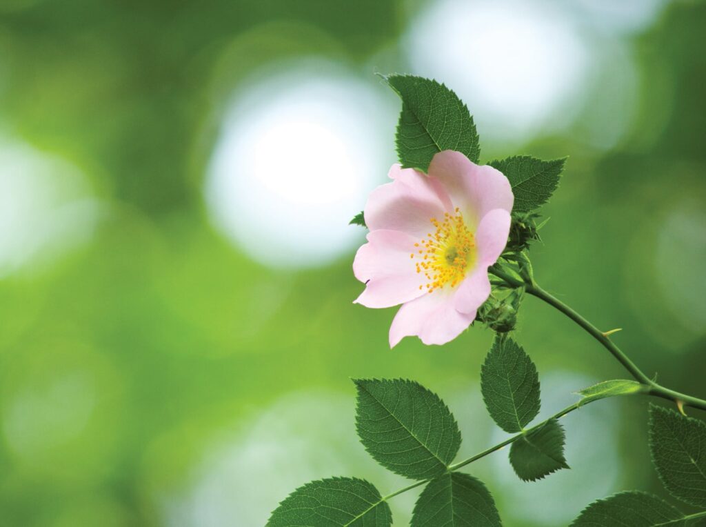 The care and feeding of Wild Roses