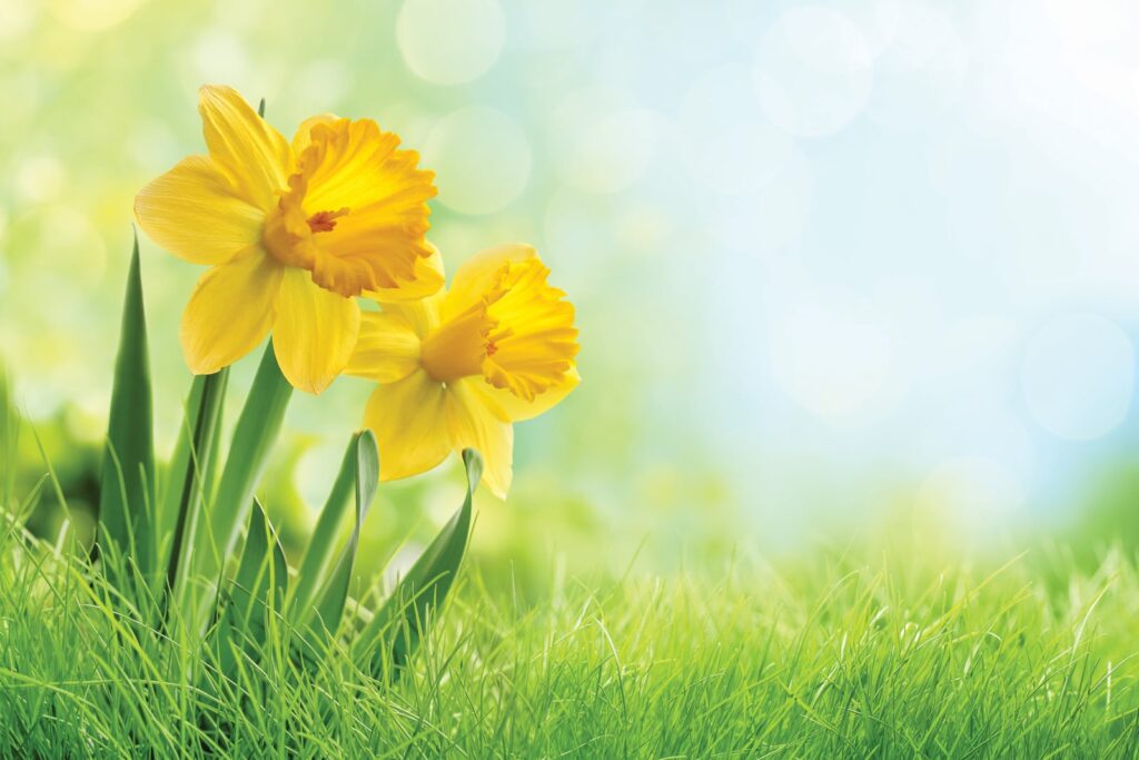 Why I Love Daffodils