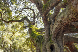 Preserving Legacy Trees for Future Generations | Palmetto Bella